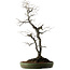Diospyros kaki, 74 cm, ± 30 ans, avec un nebari de 17 cm