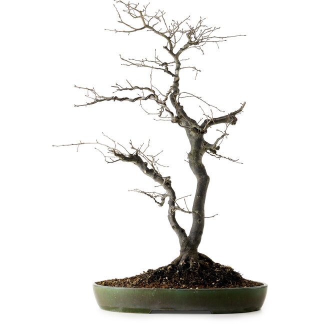 Diospyros kaki, 74 cm, ± 30 ans, avec un nebari de 17 cm