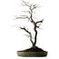 Diospyros kaki, 74 cm, ± 30 ans, avec un nebari de 17 cm