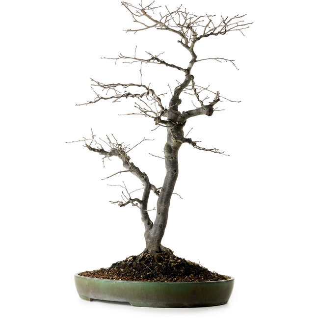 Diospyros kaki, 74 cm, ± 30 Jahre alt, mit einem Nebari von 17 cm