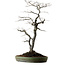 Diospyros kaki, 74 cm, ± 30 ans, avec un nebari de 17 cm