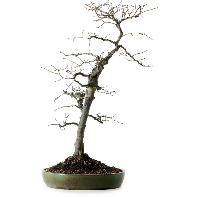 Diospyros kaki, 74 cm, ± 30 years old, with a nebari of 17 cm