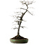 Diospyros kaki, 74 cm, ± 30 ans, avec un nebari de 17 cm