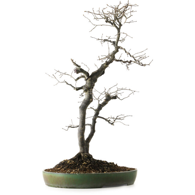 Diospyros kaki, 74 cm, ± 30 ans, avec un nebari de 17 cm