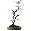 Diospyros kaki, 74 cm, ± 30 ans, avec un nebari de 17 cm