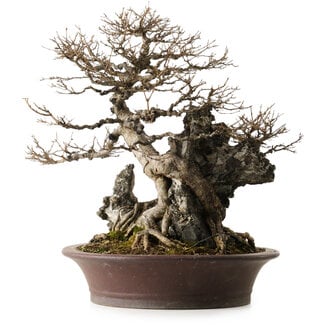 Acer buergerianum, 49 cm, ± 40 ans