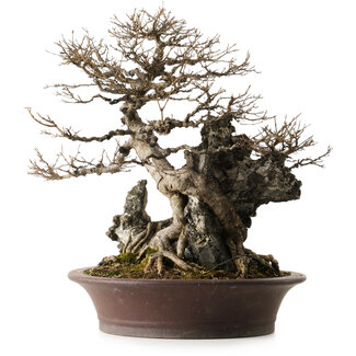 Acer buergerianum, 49 cm, ± 40 jaar oud