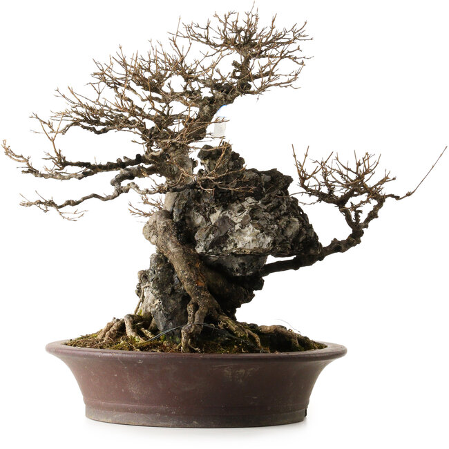 Acer buergerianum, 49 cm, ± 40 anni