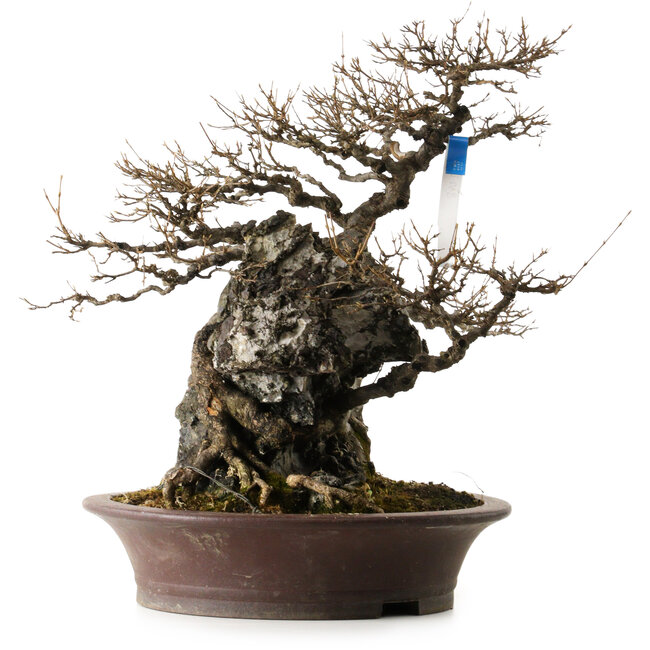 Acer buergerianum, 49 cm, ± 40 ans