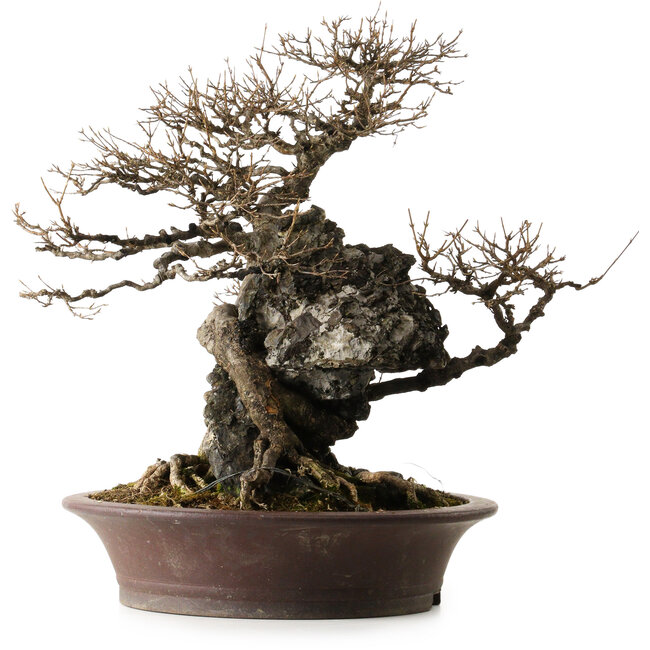 Acer buergerianum, 49 cm, ± 40 ans