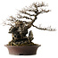 Acer buergerianum, 49 cm, ± 40 years old