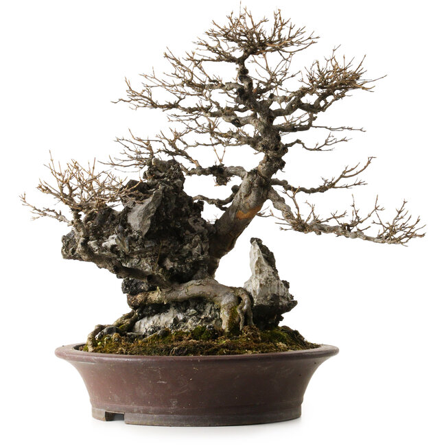 Acer buergerianum, 49 cm, ± 40 jaar oud