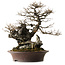 Acer buergerianum, 49 cm, ± 40 years old