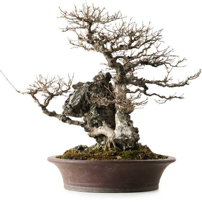 Acer buergerianum, 49 cm, ± 40 años