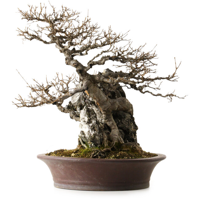 Acer buergerianum, 49 cm, ± 40 ans