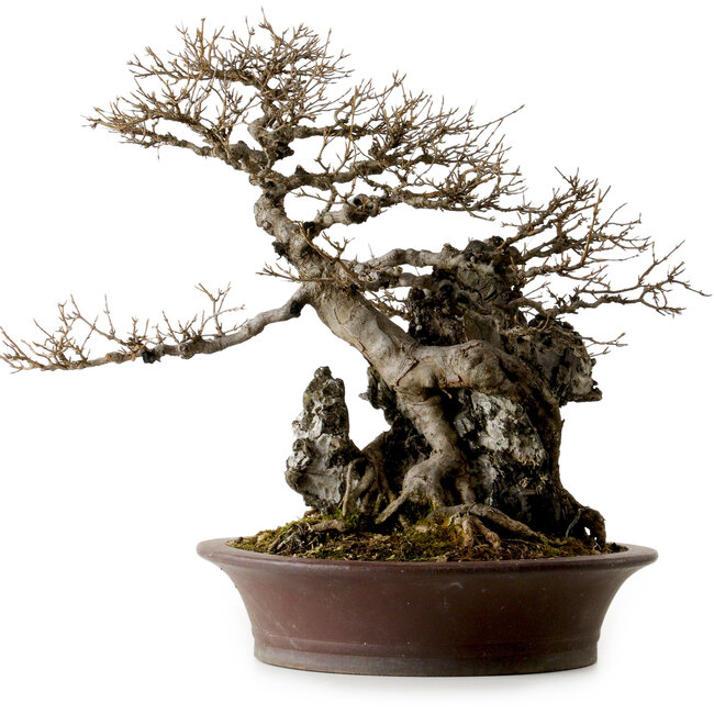 Acer buergerianum, 49 cm, ± 40 Jahre alt