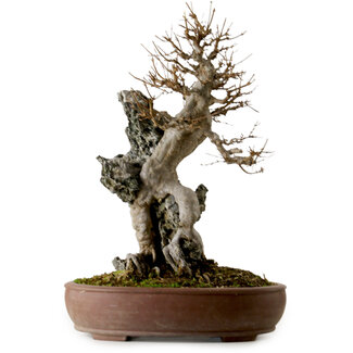 Acer buergerianum, 56 cm, ± 40 años