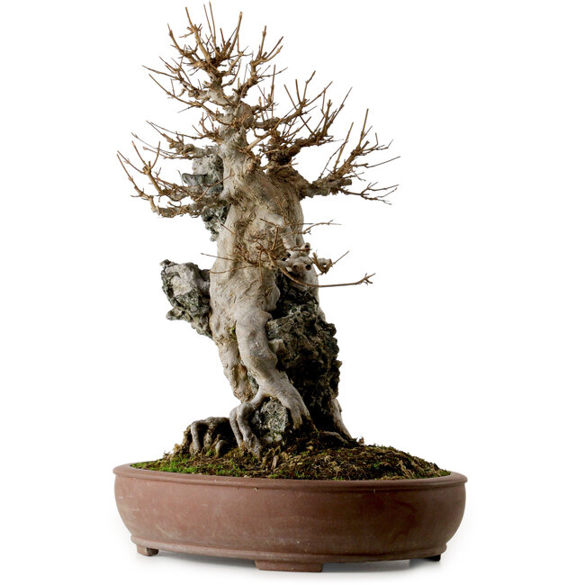 Acer buergerianum, 56 cm, ± 40 años