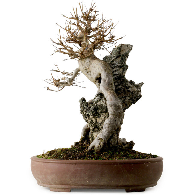 Acer buergerianum, 56 cm, ± 40 years old