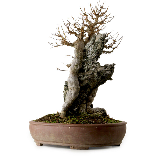 Acer buergerianum, 56 cm, ± 40 years old