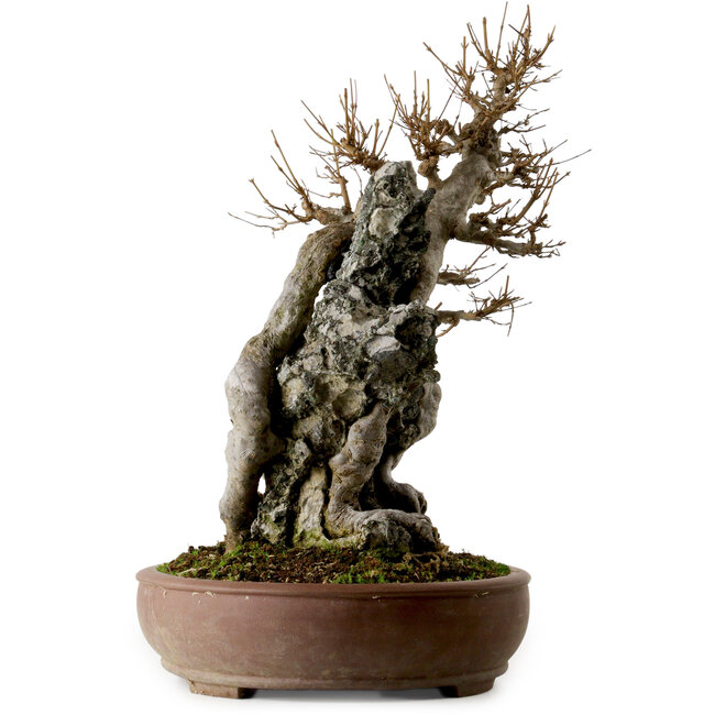 Acer buergerianum, 56 cm, ± 40 jaar oud