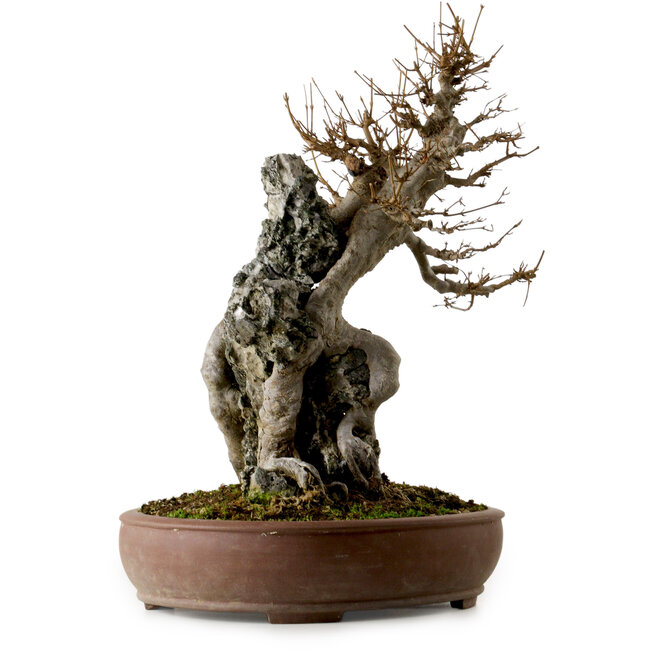 Acer buergerianum, 56 cm, ± 40 anni