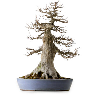 Acer buergerianum, 75 cm, ± 35 años