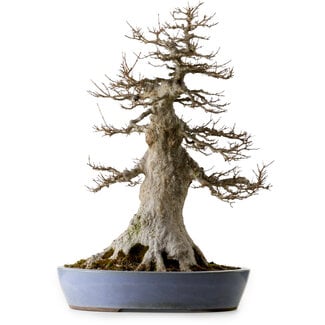 Acer buergerianum, 75 cm, ± 35 years old