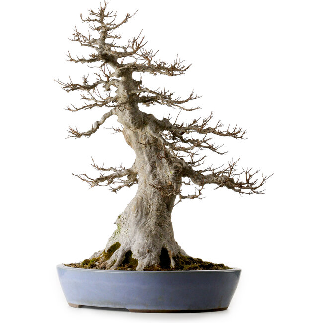 Acer buergerianum, 75 cm, ± 35 ans, avec un nebari de 40 cm