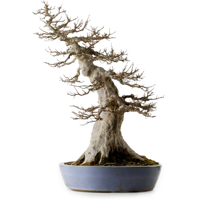 Acer buergerianum, 75 cm, ± 35 años, con un nebari de 40 cm