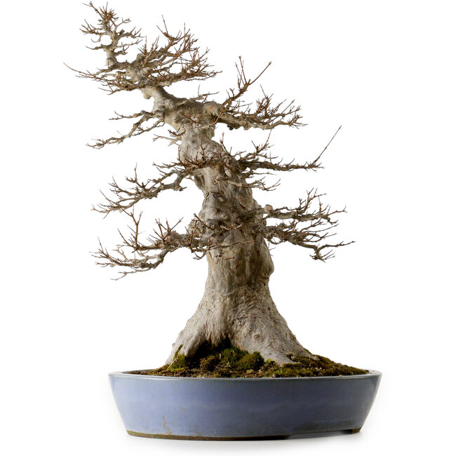 Acer buergerianum, 75 cm, ca. 35 Jahre alt, mit einem Wurzelhals von 40 cm