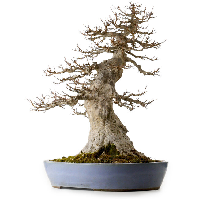 Acer buergerianum, 75 cm, ± 35 jaar oud, met een nebari van 40 cm