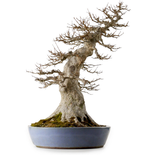 Acer buergerianum, 75 cm, ± 35 años, con un nebari de 40 cm