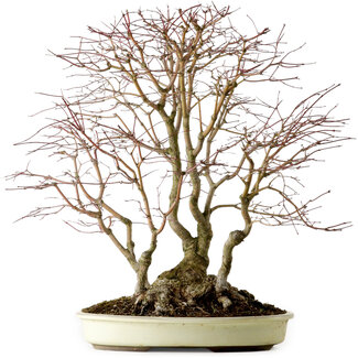 Acer palmatum, 54 cm, ± 40 jaar oud