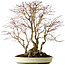 Acer palmatum, 54 cm, ± 40 years old, with a nebari of 24 cm