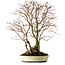 Acer palmatum, 54 cm, ca. 40 Jahre alt, mit einem Wurzelhals von 24 cm