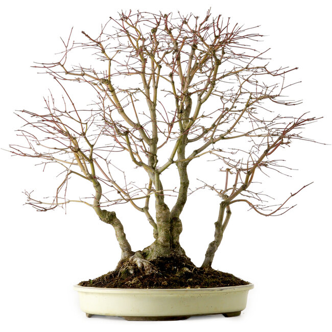 Acer palmatum, 54 cm, ± 40 jaar oud, met een nebari van 24 cm