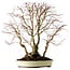 Acer palmatum, 54 cm, ± 40 jaar oud, met een nebari van 24 cm