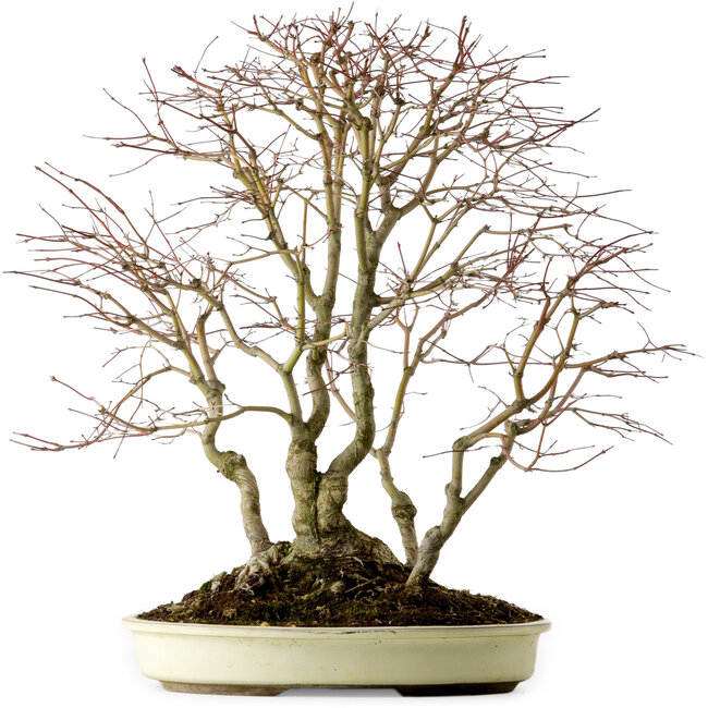 Acer palmatum, 54 cm, ± 40 anni, con nebari di 24 cm
