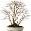 Acer palmatum, 54 cm, ± 40 anni, con nebari di 24 cm