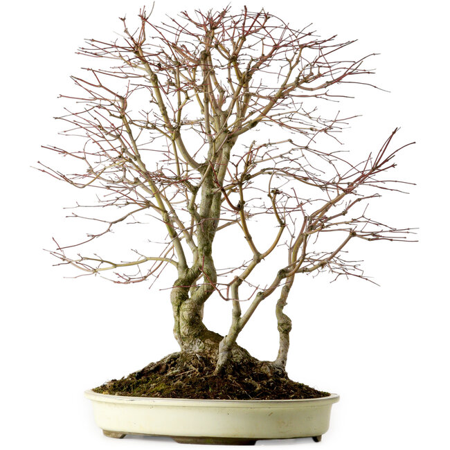 Acer palmatum, 54 cm, ± 40 anni, con nebari di 24 cm