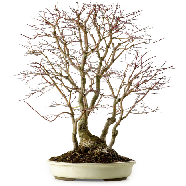 Acer palmatum, 54 cm, ± 40 anni, con nebari di 24 cm