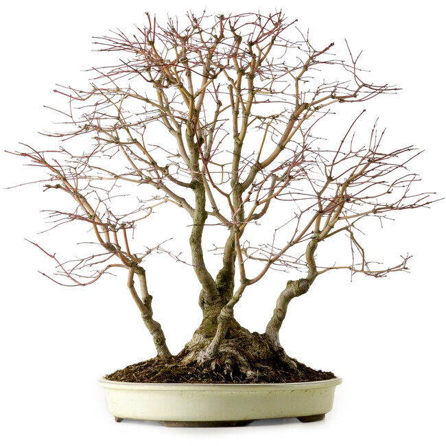 Acer palmatum, 54 cm, ± 40 años, con un nebari de 24 cm