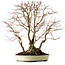 Acer palmatum, 54 cm, ± 40 jaar oud, met een nebari van 24 cm