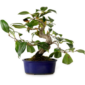 Camellia japonica, 22 cm, ± 12 Jahre alt