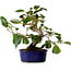 Camellia japonica, 22 cm, ± 12 ans