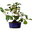 Camellia japonica, 22 cm, ± 12 years old