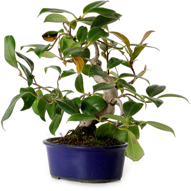 Camellia japonica, 22 cm, ± 12 anni