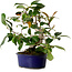 Camellia japonica, 22 cm, ± 12 years old