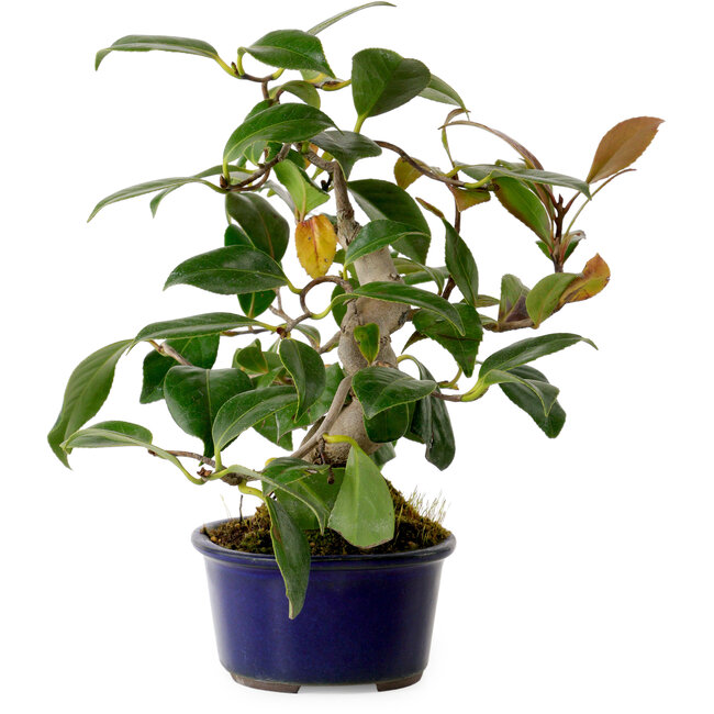 Camelia japonica, 22 cm, ± 12 años de edad.